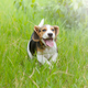 Illustration for article titled Essential Chinese Herbs That Can Improve Your Dog’s Immunity